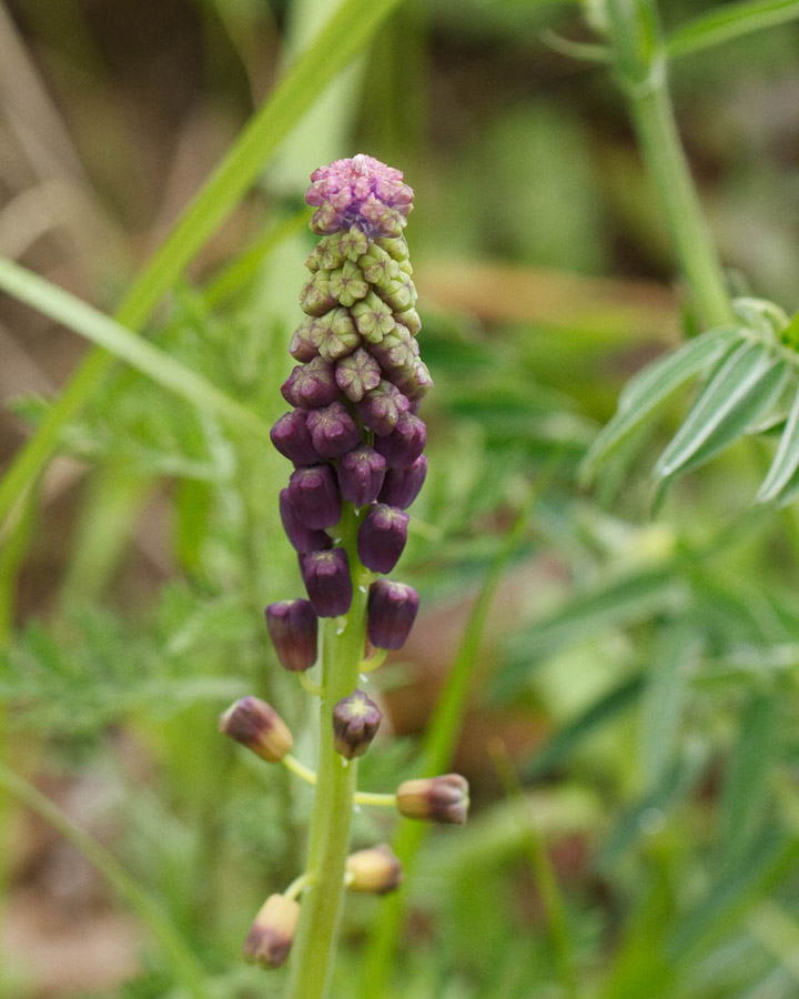 Muscari comosum
